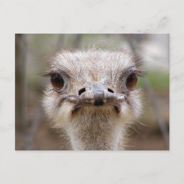 Carte postale du visage d'Ostrich (Devant)