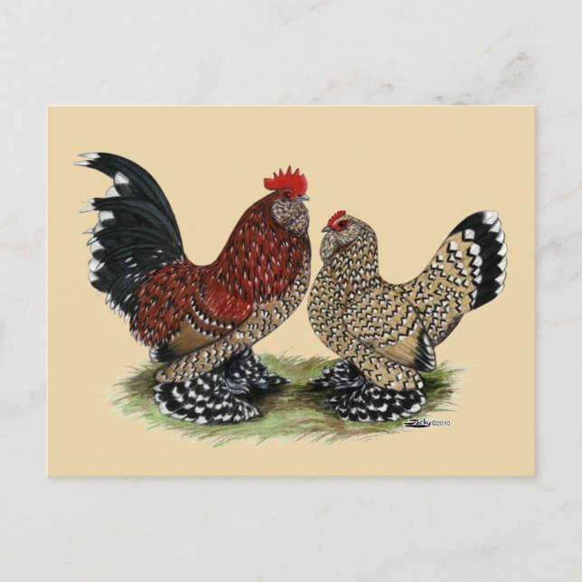 Carte Postale D'Uccle Bantams : Mille Fleur (Devant)