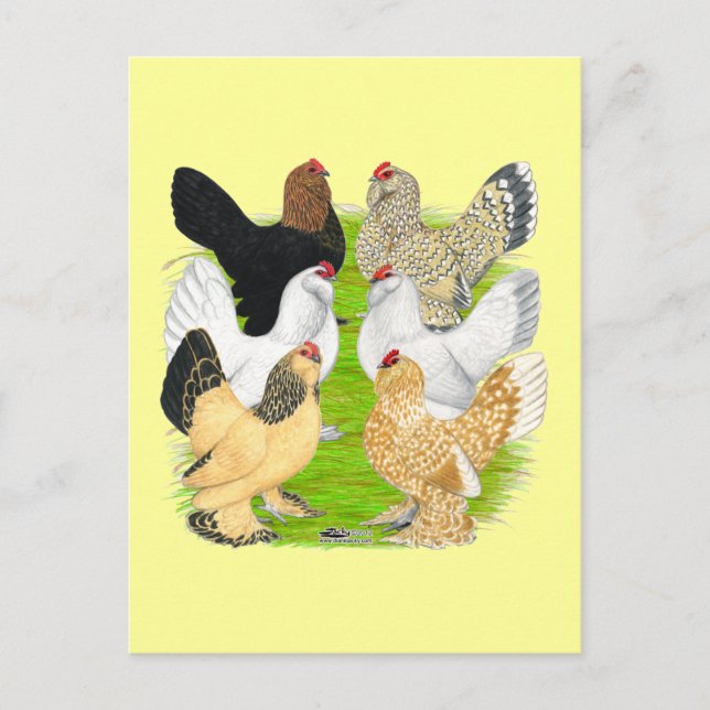 Carte Postale D'Uccles Six Hens (Devant)