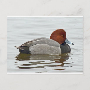 Carte Postale Duck à tête rouge Drake