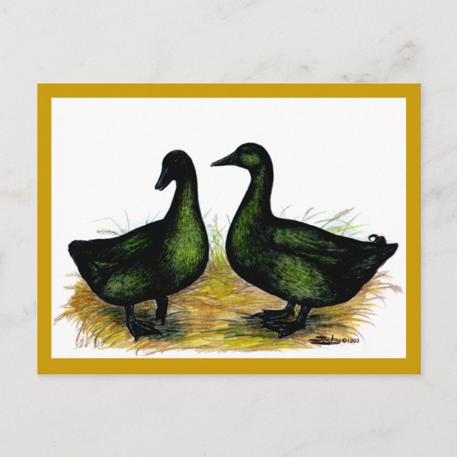 Carte Postale Ducks : Cayuga Pair (Devant)