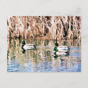 CARTE POSTALE DUCKS SAUVAGES