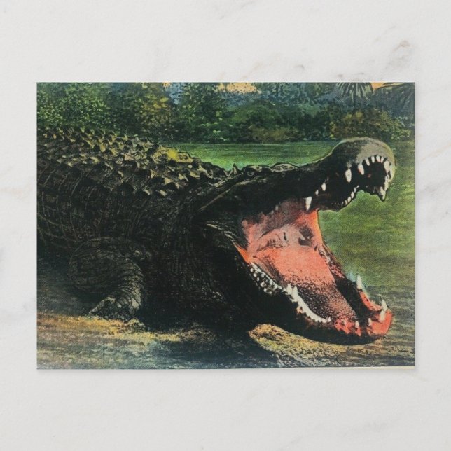 Carte postale d'un alligator mangeur d'hommes affa (Devant)