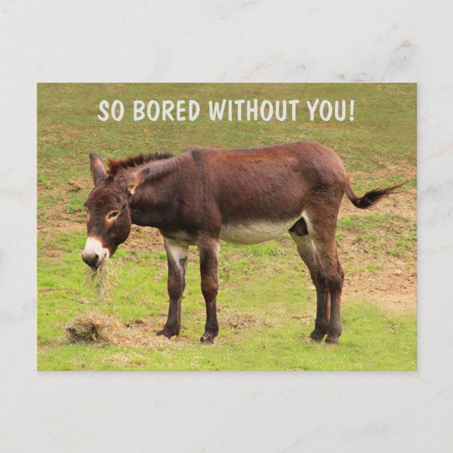 Carte postale d'un âne ennuyé mignon (Devant)