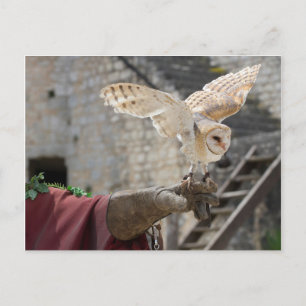 Carte postale d'un hibou