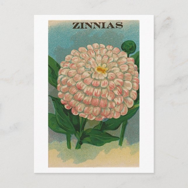 carte postale d'un paquet de graines de zinnia ros (Devant)