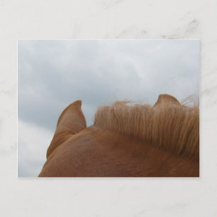 Carte Postale D'un point de vue cheval, oreilles et cou de cheva
