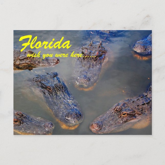Carte postale d'un trou de natation en Floride (Devant)