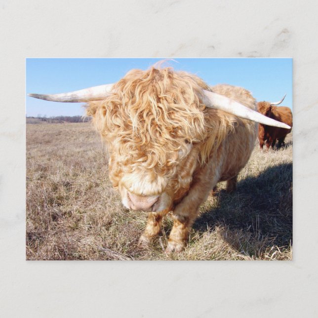 Carte Postale Duncan The Highland Bull (Devant)