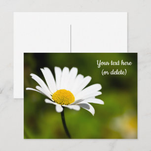 Carte postale d'une marguerite unique