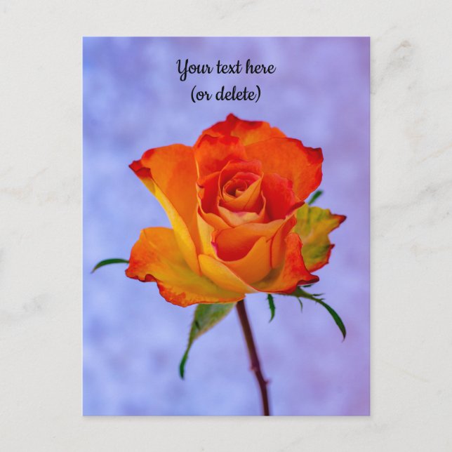 Carte postale d'une rose orange et jaune (Devant)