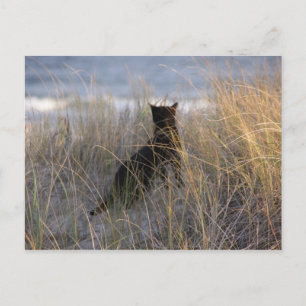 Carte Postale Dunes Cat