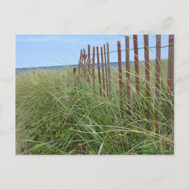 Carte Postale Dunes de Cape Cod (Devant)