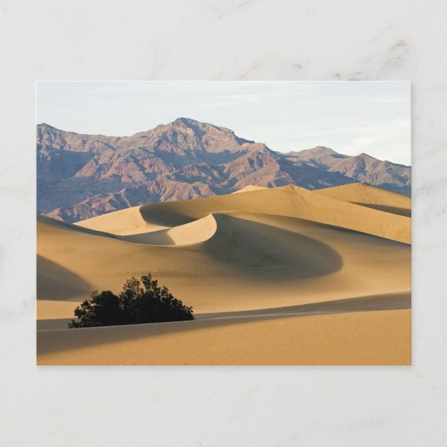 Carte Postale Dunes de sable de la vallée de la Mort... (Devant)