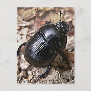 Carte Postale Dung Beetles