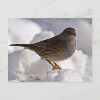 Carte Postale Dunnock dans la neige
