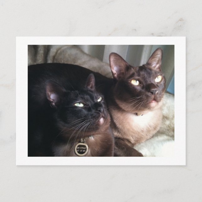 Carte Postale Duo birman_18 (Devant)