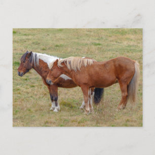 Carte Postale Duo de chevaux islandais, pâturage islandais