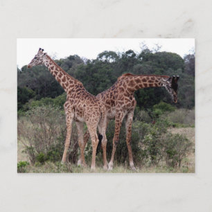 Carte Postale duo de girafes