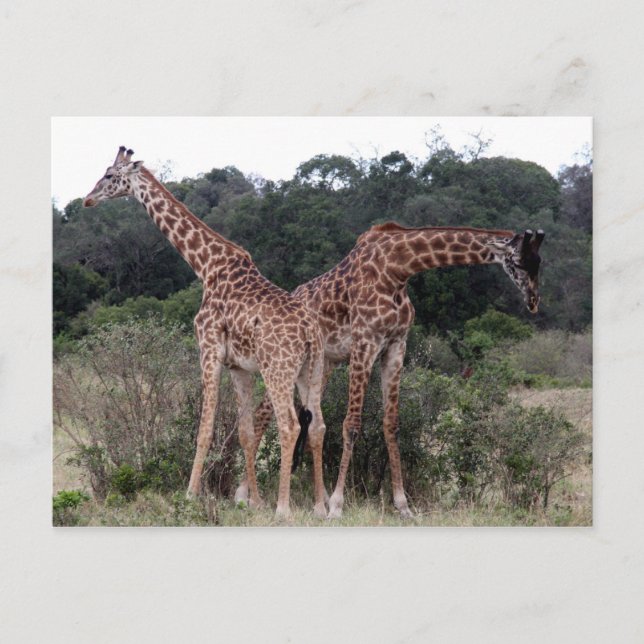 Carte Postale duo de girafes (Devant)