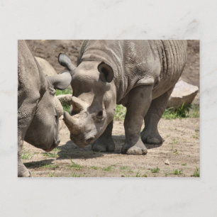 Carte Postale Duo Rinamic