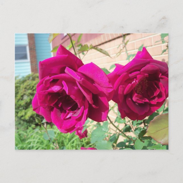 Carte Postale Duo rose (Devant)