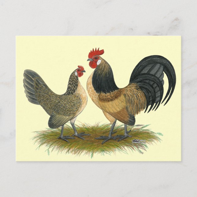 Carte Postale Dutch Bantam :  Queue bleue (Devant)