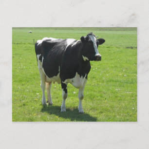 Carte Postale Dutch Frisian cow in green meadow