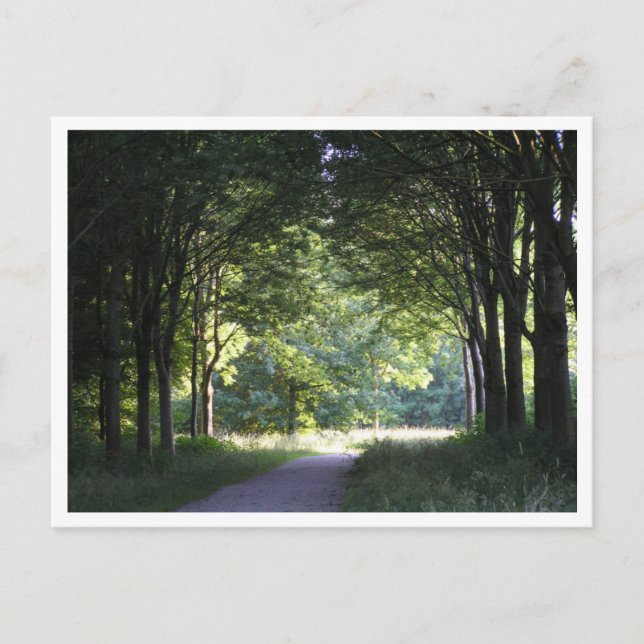 Carte Postale Dutch Salland Region Westerveldse Bos Forest (Devant)