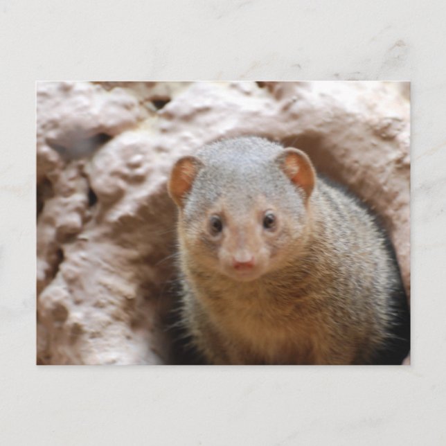 Carte Postale Dwarf Mongoose (Devant)