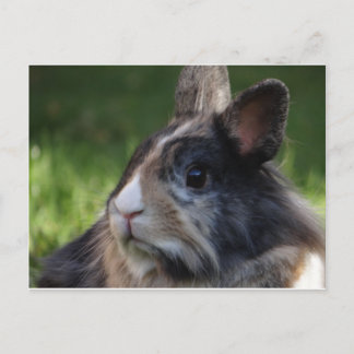 Carte Postale dwarf rabbit-978y