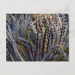 Carte Postale Dyckia délice