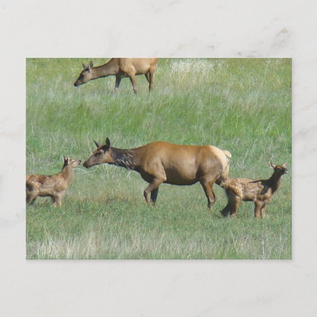 Carte Postale E3 Elcs et veaux de vache (Devant)