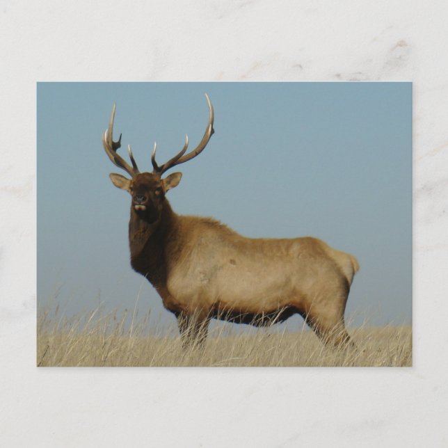 Carte Postale E43 Bull Elk Sky Lined (Devant)
