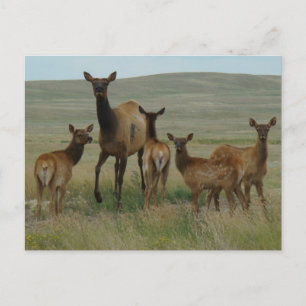 Carte Postale E44 Vache Wapiti et Jeunes
