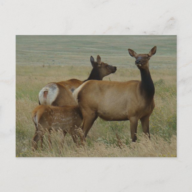 Carte Postale E61 Elc de vache et veau (Devant)