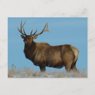 Carte Postale E62 Bull Elk Sky Lined