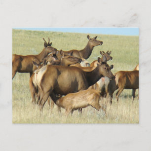 Carte Postale E7 Vache Wapiti et Jeune se Nourrissant
