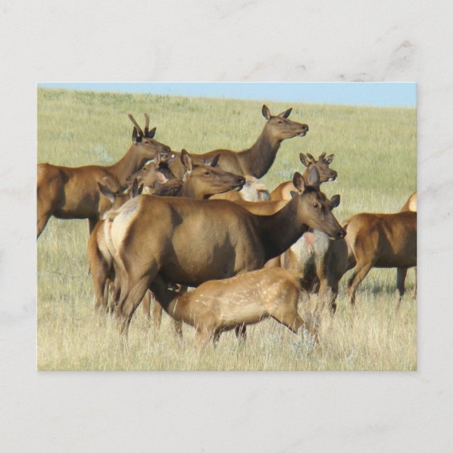 Carte Postale E7 Vache Wapiti et Jeune se Nourrissant (Devant)