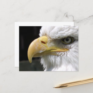CARTE POSTALE EAGLE BIRD OF PREY