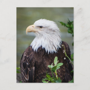 Carte Postale Eagle chauve