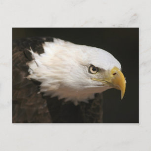 Carte Postale Eagle chauve