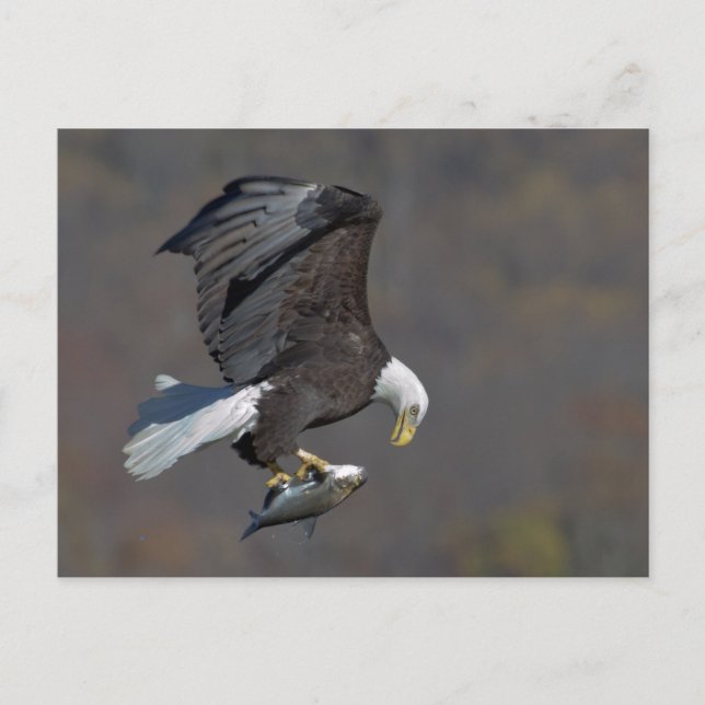 Carte Postale Eagle chauve avec un poisson (Devant)
