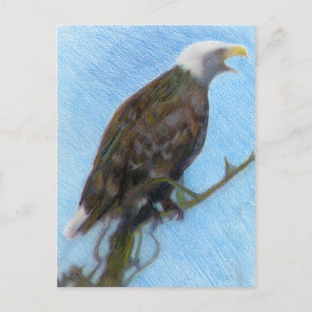 Carte Postale Eagle chauve criant dans un arbre (Devant)