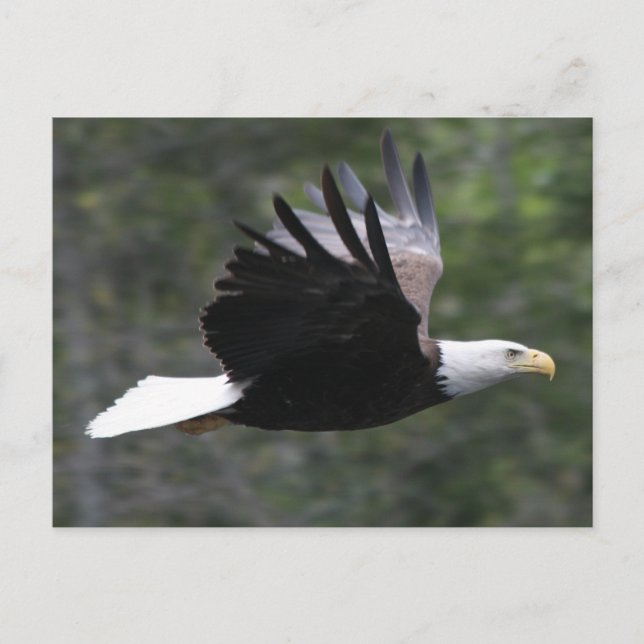 Carte Postale Eagle chauve volant (Devant)