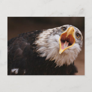 Carte postale Eagle hurlant