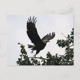 Carte postale Eagle Lift Off