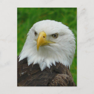 Carte Postale Eagle - North American Bald Eagle