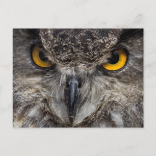 Carte Postale Eagle Owl