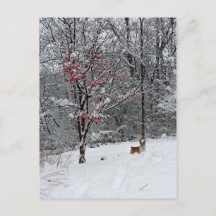 Carte Postale Early Snow: Corgi Postcard